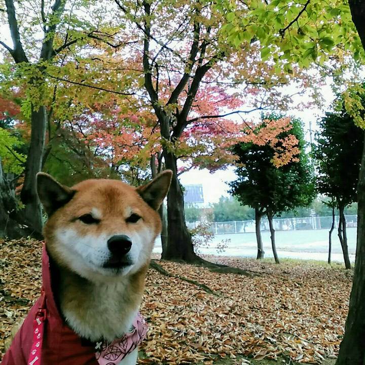 29b0234e a2ce 4bb7 827d 1c0d3a351107 1574038654319