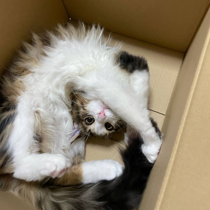 29b06328 0a0d 4376 80cb e799893a586a 1637057448603