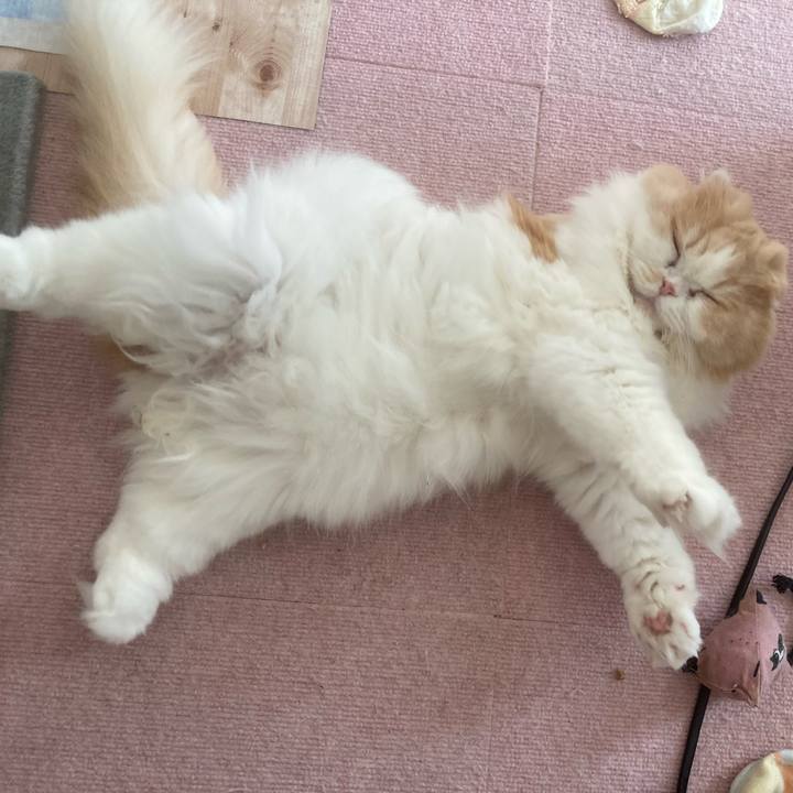 29b0f522 ba28 4adc 8eee 469353e44699 1735880393763