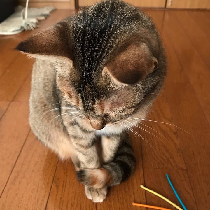 29b79686 2ea0 4e24 9a70 24d8368d4dae 1588205027714