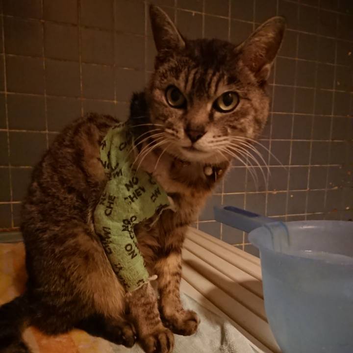 29b8c74d a365 4d75 85ec 8c56df6ed751 1587464914308