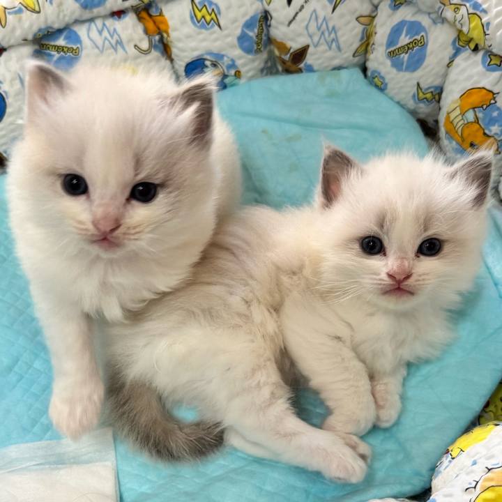 29b96a08 04a8 4107 936e 2ce1bd41d4a0 1750349319048