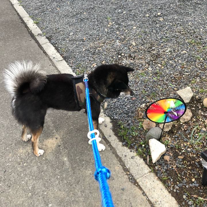 29be1498 6444 48b5 846a 1815a1698726 1556356177510