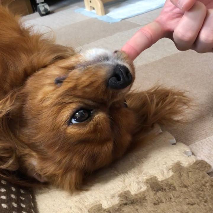 29bf0cec 2c2f 49c2 b8c3 fa458b1ca752 1590532506822