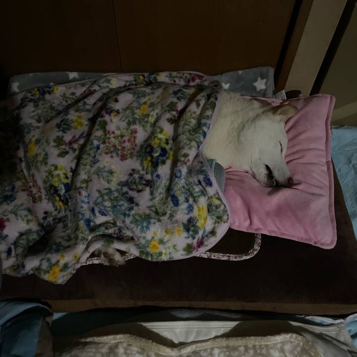 29bfeae9 ef0c 4d1d 8fec 666ec6073a65 1647269218277