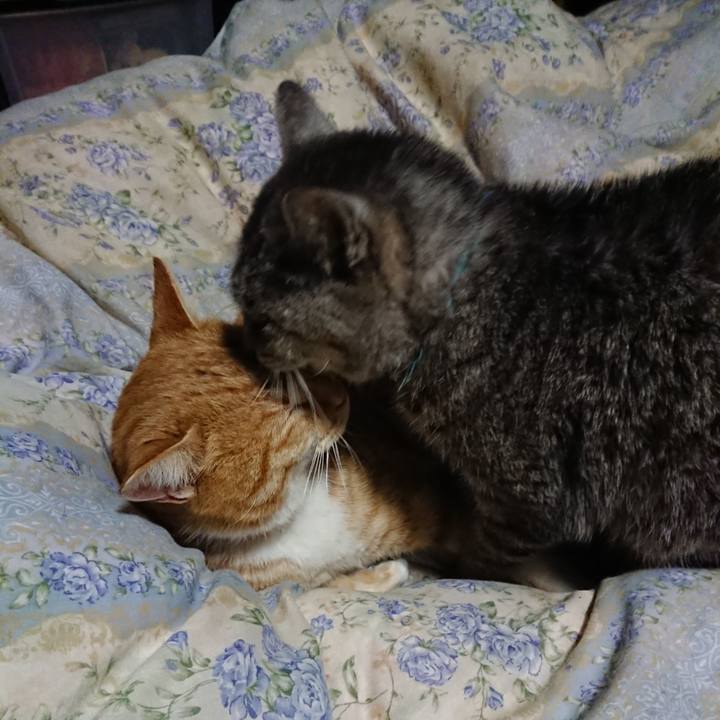 29bffb43 34c8 442b a6bd a4e5379a5278 1576756020262