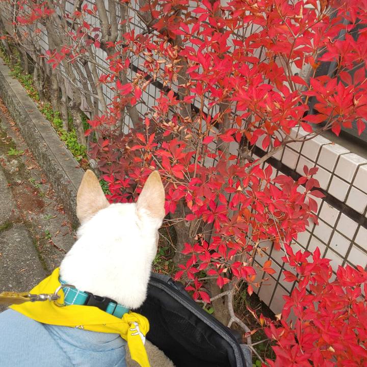 29c0263e 4fff 4245 b3f4 da448ea93da2 1543552914069