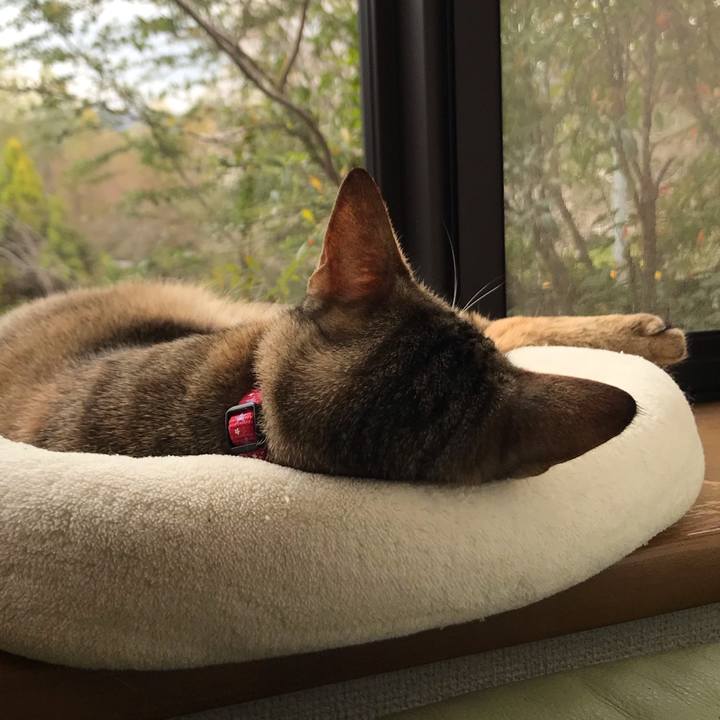 29c03baf e4e9 436d 8a33 82950584f341 1586055072478