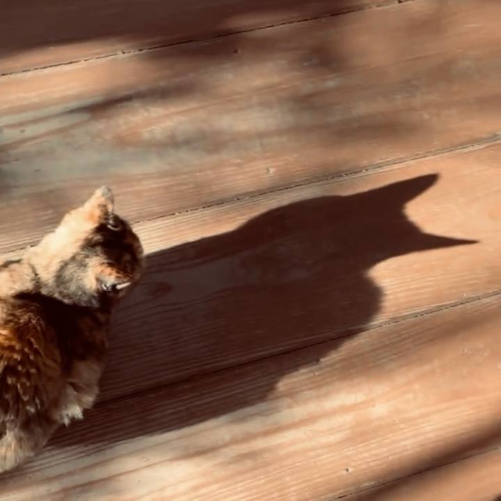 29c125d0 4c98 4482 9ed0 cad204500750 1769397051059