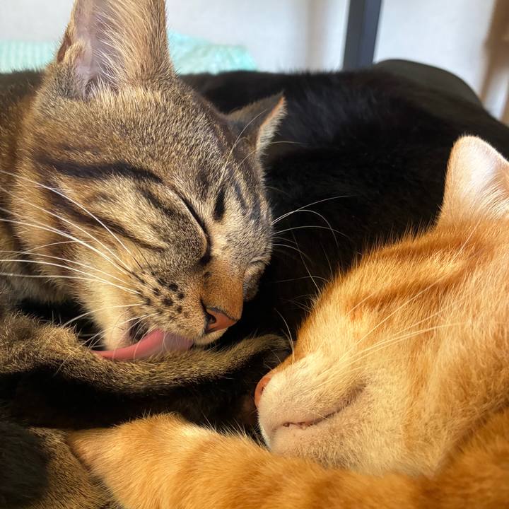 29c7170e d525 4c24 8c3c 612f4091b3e1 1754697068991