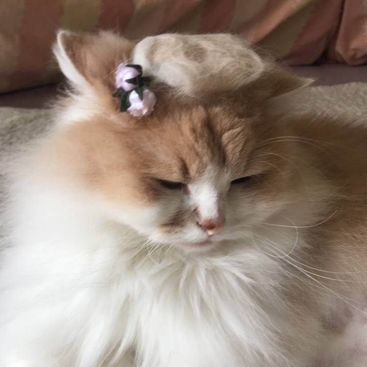 29c86577 579c 4769 9eea 5baaf416a419 1528607175386