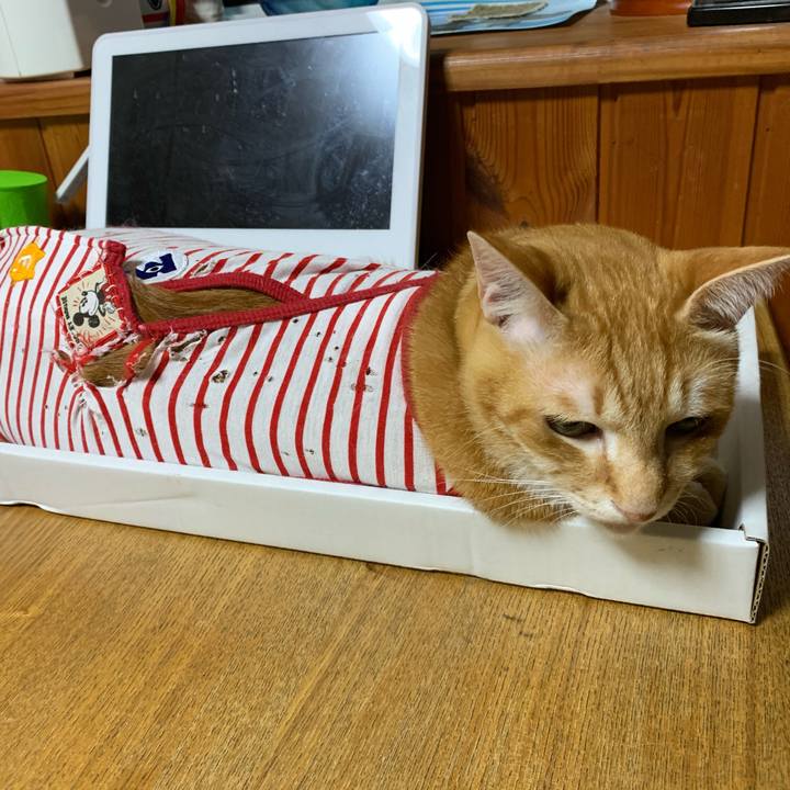 29d1caa0 8002 47c6 b952 c1d1c386c0e5 1593086865801