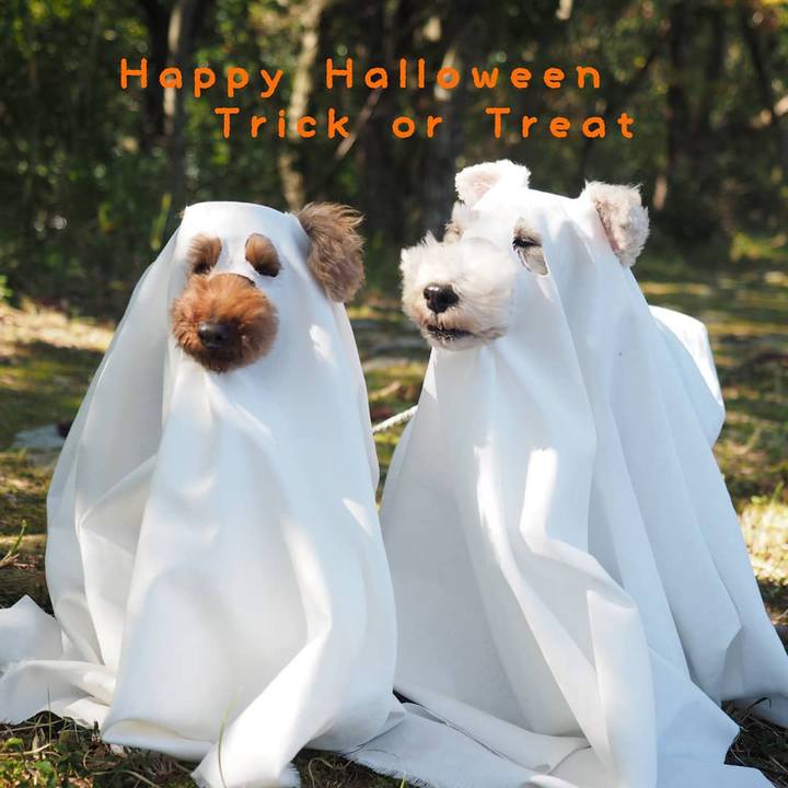 29d2a3ca bd64 417a ad99 198f8ed884e9 1604127359797