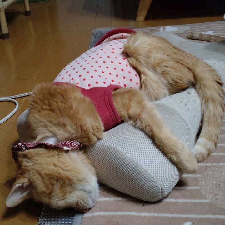 29d2e5ba 9955 45ba 8719 63bb6c456abc 1709446407976