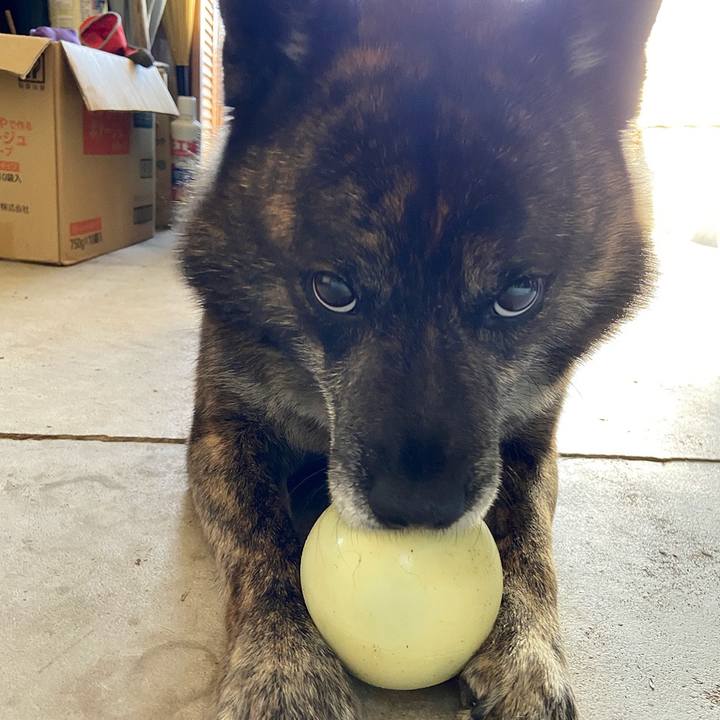 29d8b68e 6572 45da b016 59f58caecd29 1588665086623