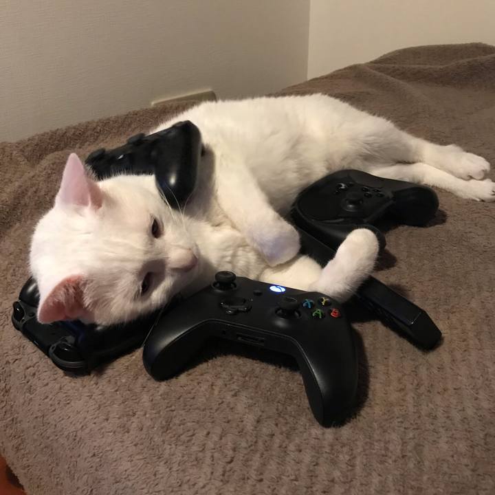 29db4d9a e09c 417a 80d4 6b2172c3aabc 1545899337536