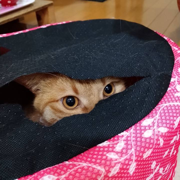 29dd797d 800e 4a92 bf8b ab9f6ca52350 1589375987248