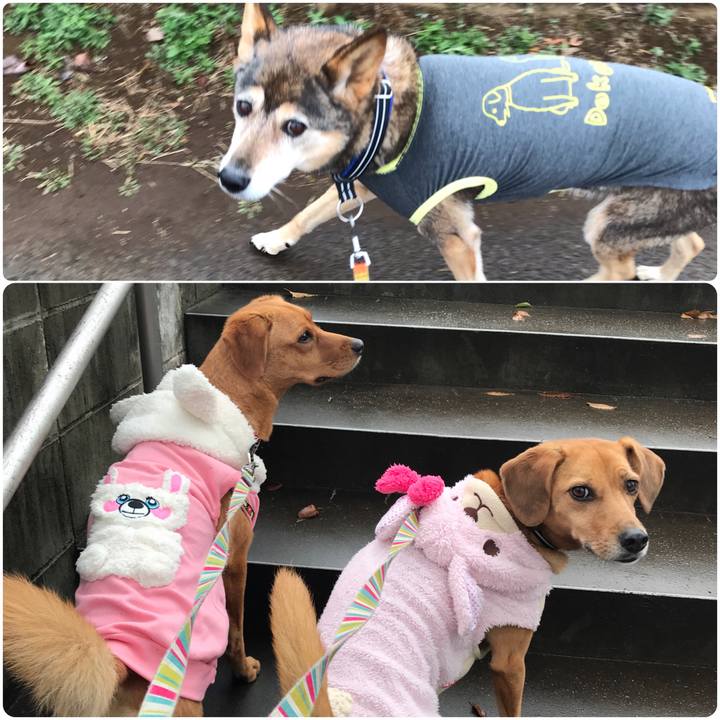 29de5784 899b 4d16 afda 7e83dd85c0e9 1544107849057