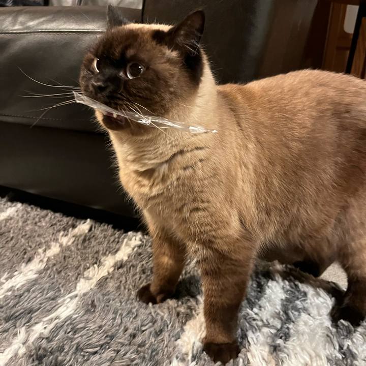 29dee224 ca65 4d5b 9c29 d9e8dca5ff20 1712574162083