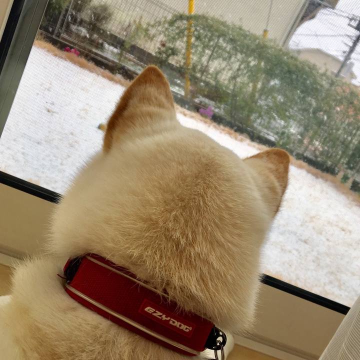 29e1cdce ec0b 4844 afcb 525cf06e8d35 1521606451467