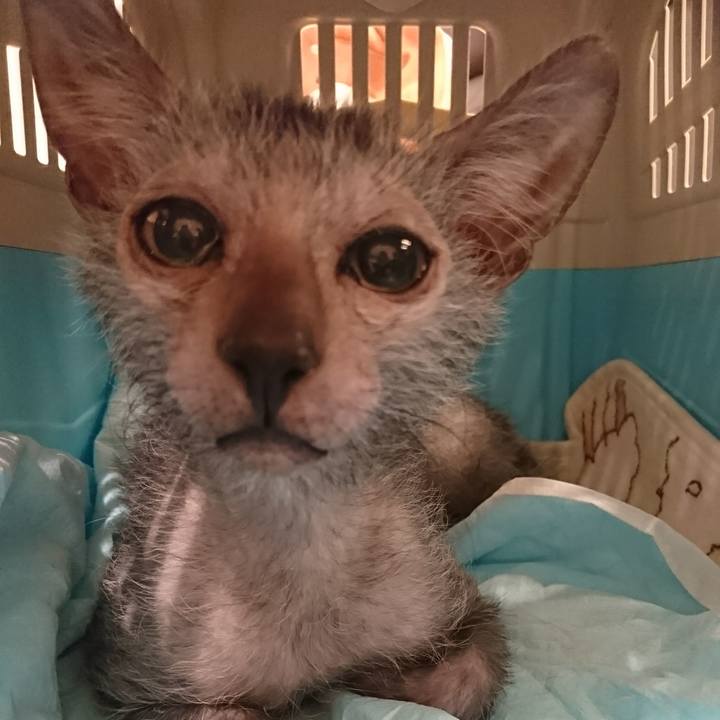 29e285e7 a131 4151 a68c 711291285b62 1514259857767