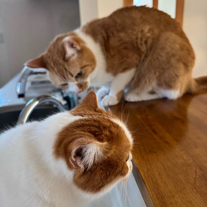 29e2a0ea ebf3 482e 8211 9e015c6ff4dc 1773196585028