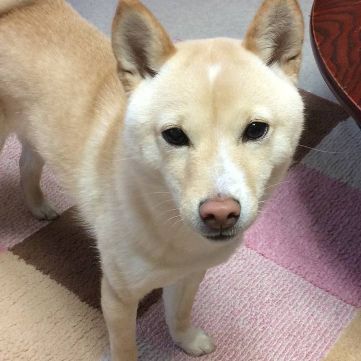 29e6cbc7 d5f4 4deb b110 9e0d73746c41 1516084590053