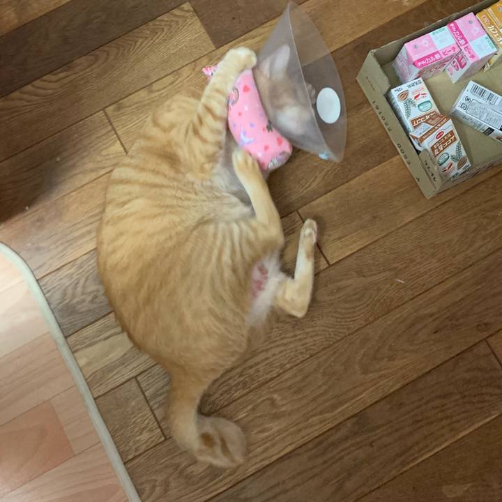 29eb9ecc 6198 4f23 a384 c7a811c943a4 1566960837775