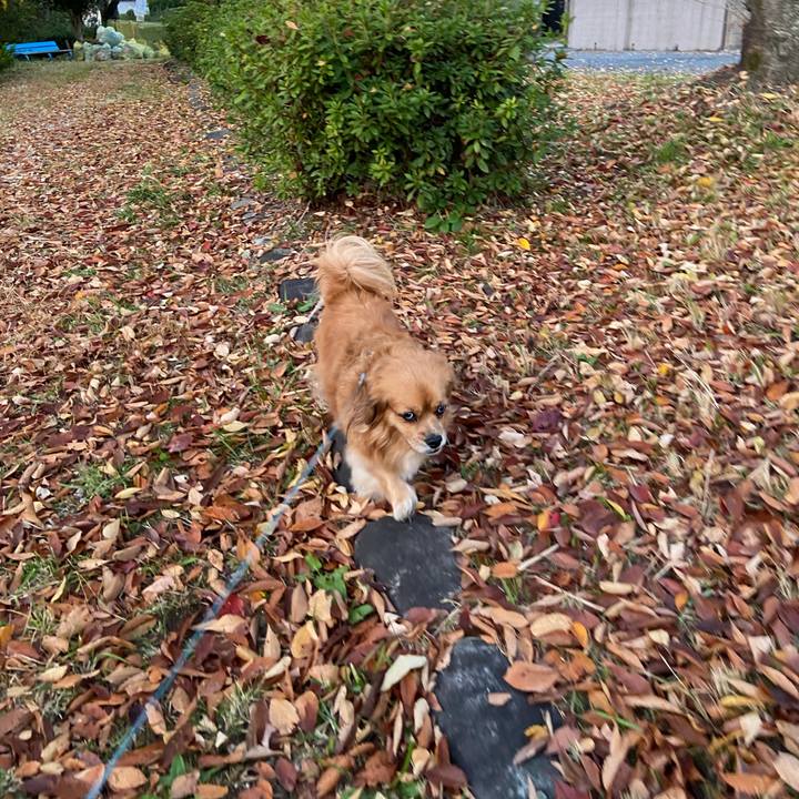 29ecdf8a bfb3 43e9 afc4 081e1298d5c8 1605478040383