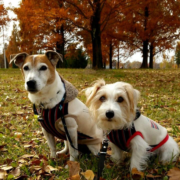 29f4bfb3 3a8f 4b48 ac78 a5b6da07aaee 1511674552904