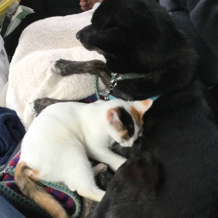 29f6231b 8a34 4941 8ee3 ae282eb7c123 1541476724332