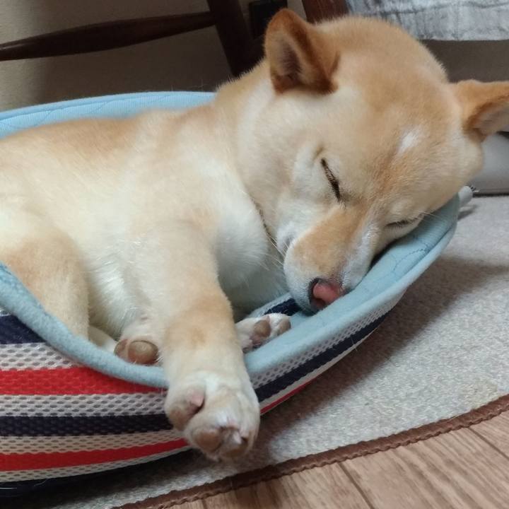 29f6eb46 9a8e 4dc7 87fa 40f9c6404f42 1561209107653