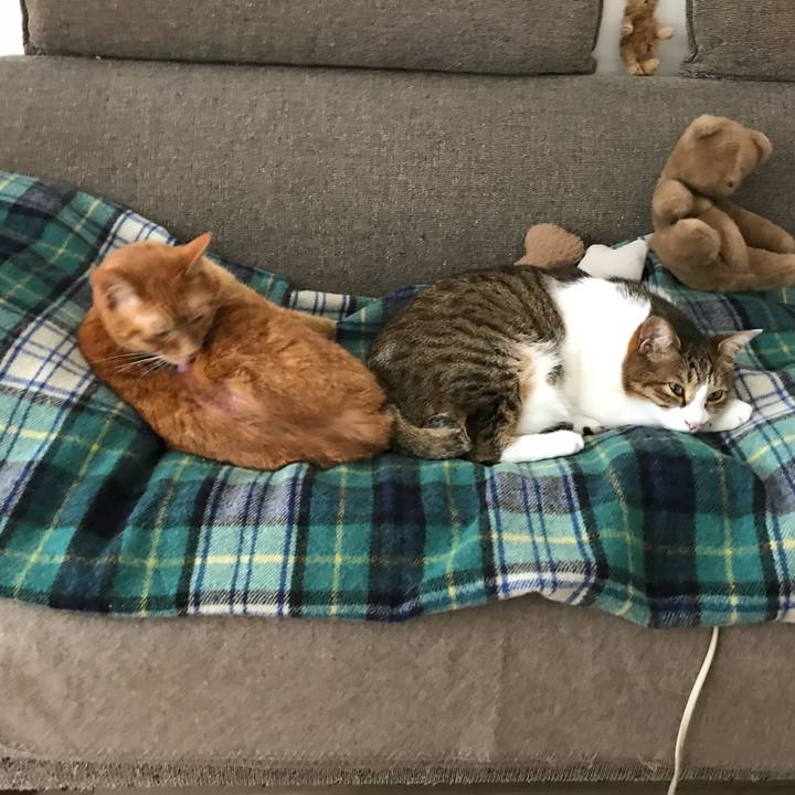 29f84cb1 01a7 4465 bb7b 41911cd7bbfb 1517558799825