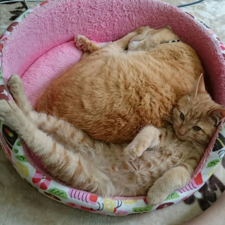 2a01a793 ddcd 42ee afb7 5b9aa4da78c4 1542002806799