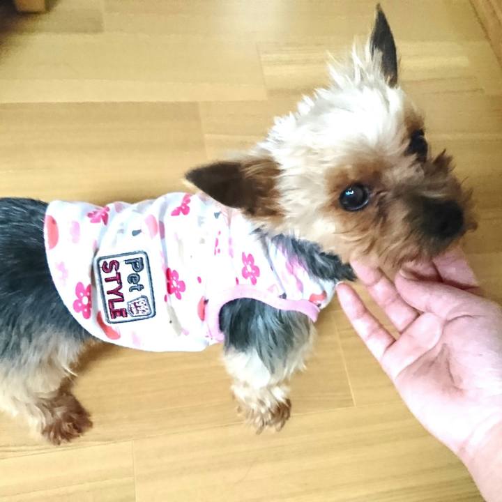 2a03113c 9f9c 4a1c 832d 89e060abf52a 1527641622615