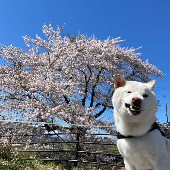 2a0542f6 b9bb 409a 9838 e78edcf981df 1650699427293