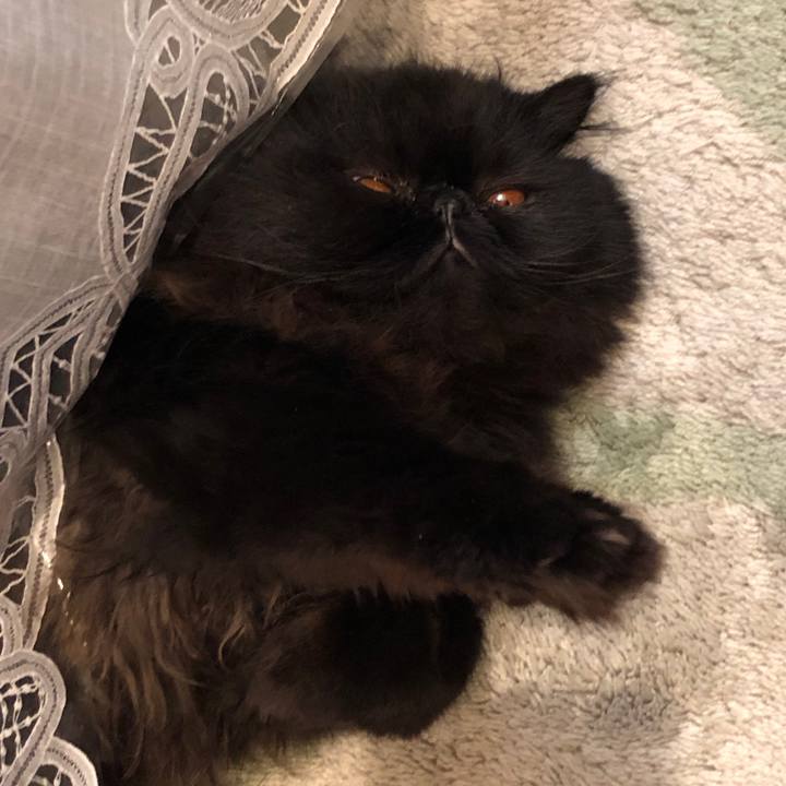 2a05b416 84f2 4946 a3c5 2c3c96d524fb 1550083597913