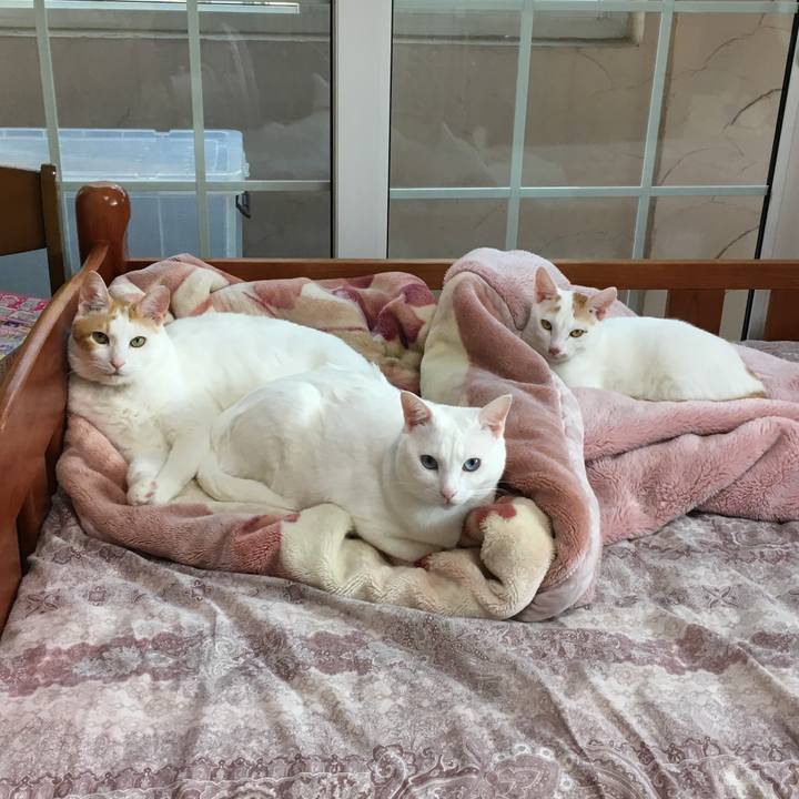 2a074ebc 7106 46f9 86e0 67a1a69a47b3 1508919249355