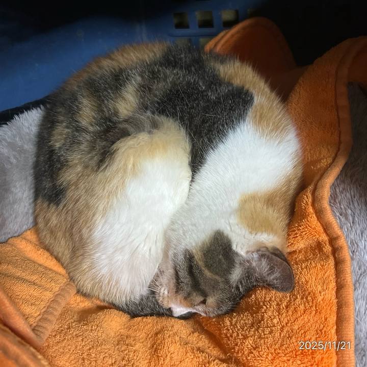 2a082ca4 59c1 4940 ab03 ed0695ff4b45 1763675767406