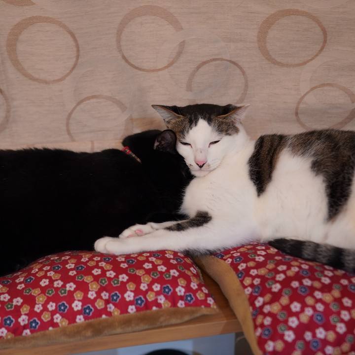 2a089c23 b0d1 49fe a42d 8d04a1f95b74 1637157878205