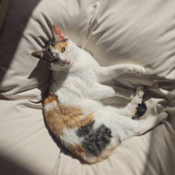 2a0906e9 62cf 45a6 9c24 2cd5cd3a445e 1763531957567