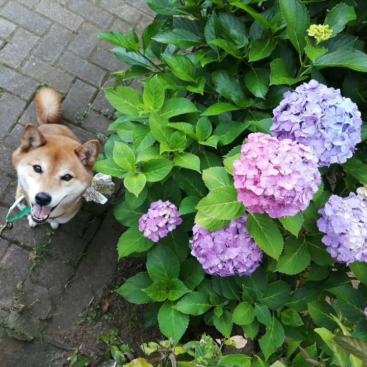 2a090790 2036 4bc8 8112 fe319b21331f 1623227781831