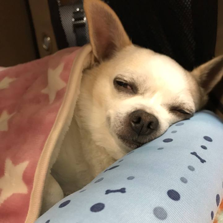 2a092e7d 6d3d 4233 b301 9b47c9a2fa17 1544710849170