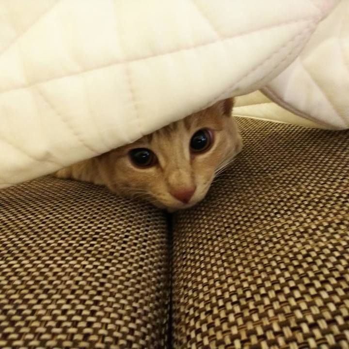 2a0b6dcd e589 4d61 81d6 ab18e12ff73b 1545746272378