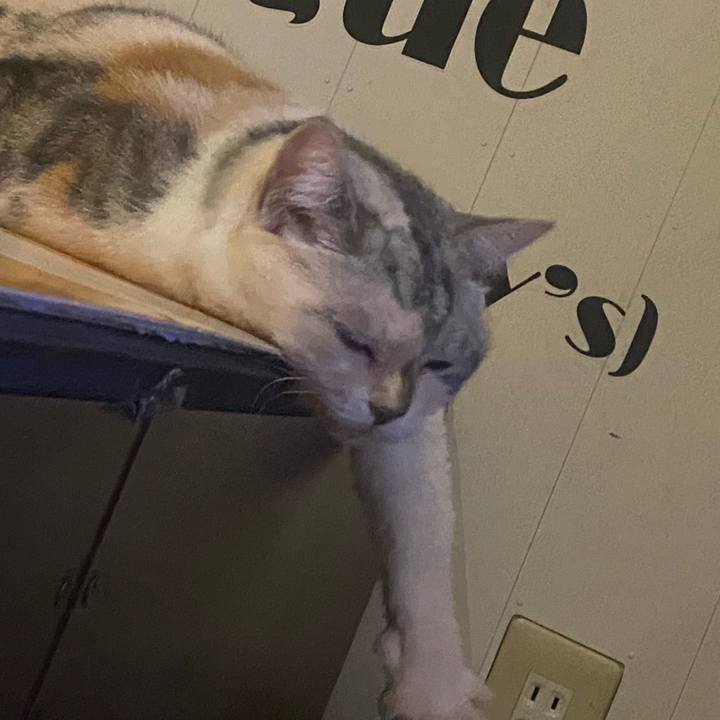 2a0bbda2 1a96 4dd1 a7dc 49ce769cacd2 1729981150425