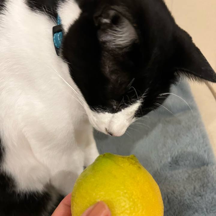 2a0ee8f1 436b 41c3 a3ce 50fecaeb6b11 1763993162231