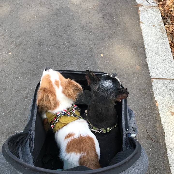 2a102f03 4b37 4e8a abb3 a273a45e8309 1568550619320