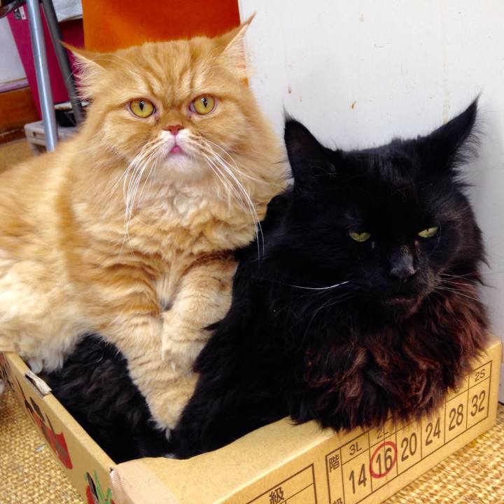 2a10e6bc f803 4a7f 9082 b77391a7b238 1510712022220