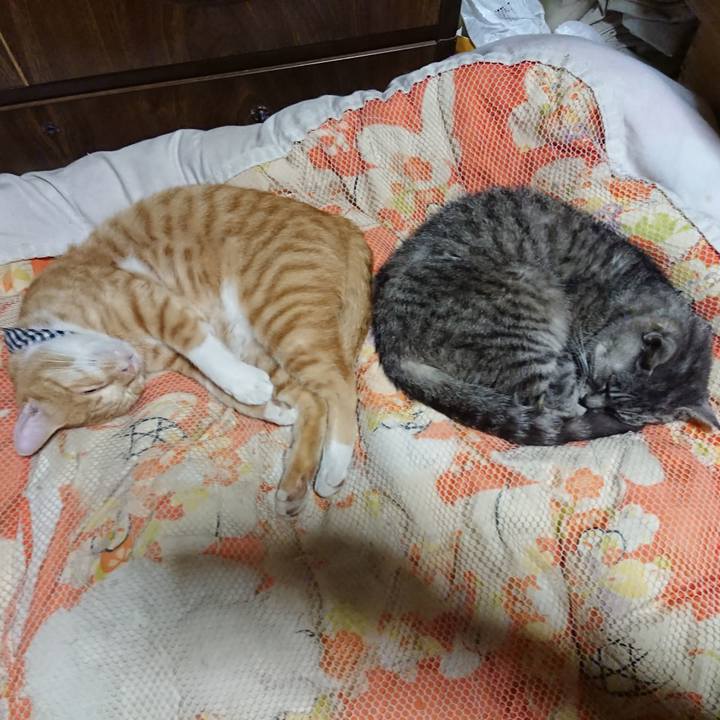 2a121b8c 1176 446d 9224 8fa8203ed5c4 1570450600354