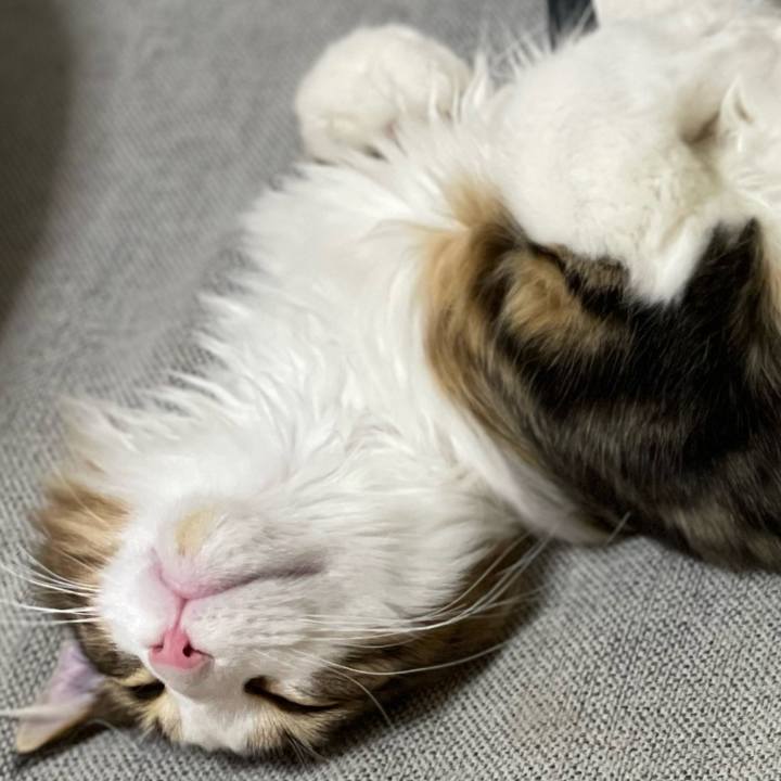 2a1299b6 d998 4d88 9df9 b1101ee116ff 1637933571724